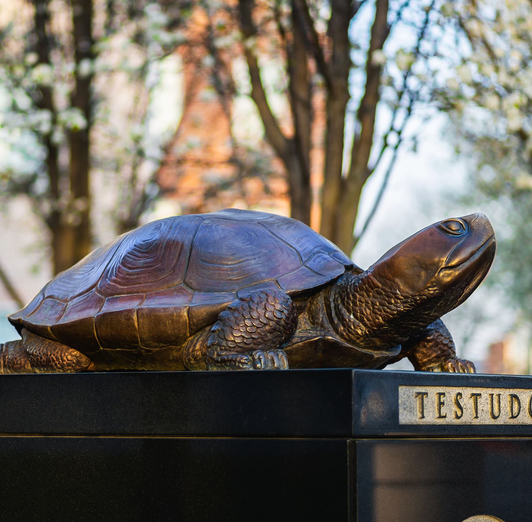 Testudo in front of Riggs