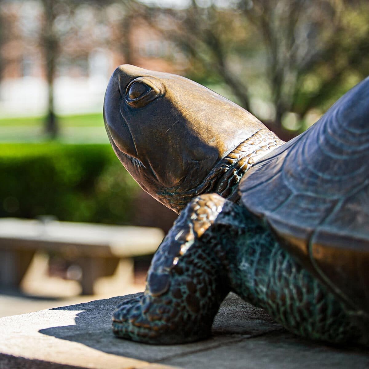A weathered bronze statue of Testudo the terrapin, nose polished by eager students looking for a bit of good luck, looks up basking in the warm sun